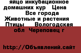 яйцо инкубационное домашних кур › Цена ­ 25 - Все города Животные и растения » Птицы   . Вологодская обл.,Череповец г.